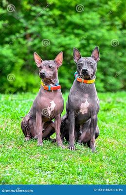 汾陽(yáng)游戲點(diǎn)券代理加盟與網(wǎng)絡(luò)信息安全軟件開發(fā) 機(jī)遇與挑戰(zhàn)并存的新興領(lǐng)域